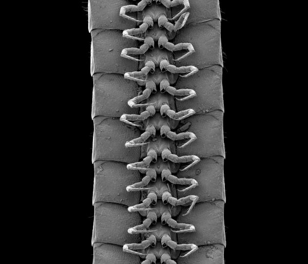 В Австралии обнаружено животное с 1306-ю ногами