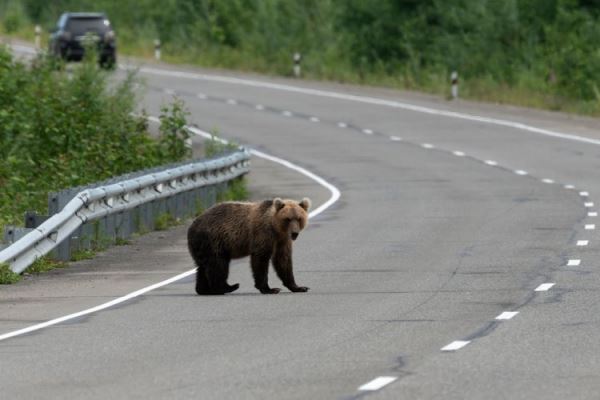 
				ДТП на автодорогах могут ускорять вымирание местных популяций млекопитающих	